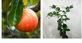 26-30&quot; Tall, Live Grafted Citrus Plant, Dwarf Flame Grapefruit Tree - Gallon Pot - £111.98 GBP