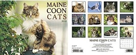Calendar Maine Coon Cats 2010 Calendar – Wall Calendar - £7.81 GBP