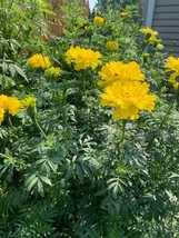 US Seller 100 Seeds Marigold African Tall Yellow Double Beneficial Compa... - $10.17