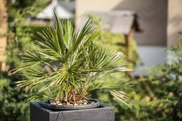Palm Tree Bonsai Seeds-Windmill Palm-6 Seeds Usa Seller - £14.44 GBP