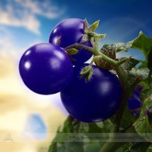 SL Heirloom &#39;Zj&#39; Purple Truss Tomato Hybrid Seeds, Professional Pack, 100 Seeds  - $1.66