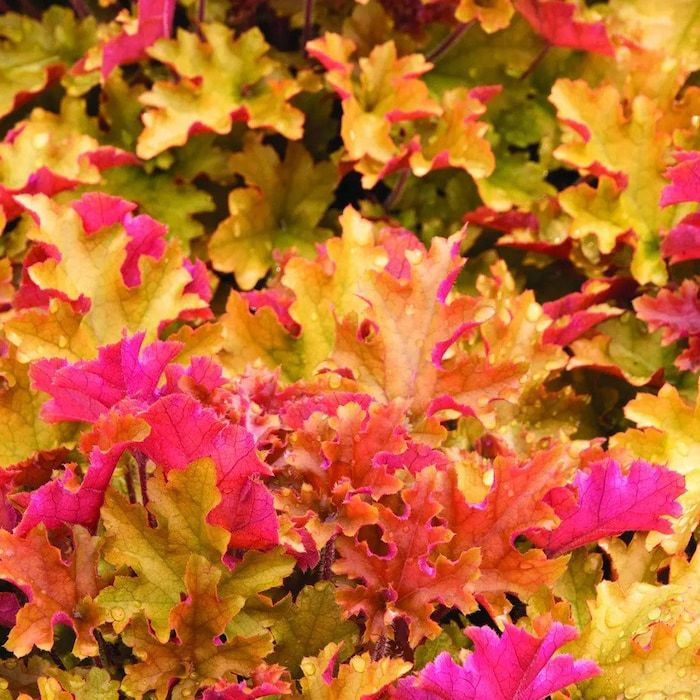 Marmalade Heuchera Starter Plant Fresh Gardening USA SELLER - $92.64