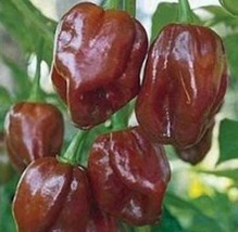 10 Chocolate Habanero Seeds Spicy Hot Pepper USA Fast Shipping - $17.90