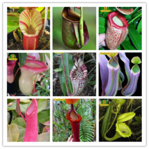 Eating Mosquito Carnivorous Plants Nepenthes Seeds 200pcs/bag Tropical Pitcher P - £3.06 GBP