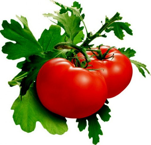 1 Oz Tomato Seeds Delicious Seed Huge Tomatoes 10000Ct New Fresh US Ship... - $57.48