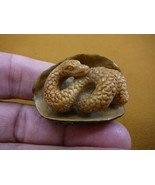 (tb-snake-1) little tan coiled Snake Tagua NUT palm figurine Bali snakes - $1,316.59 MXN
