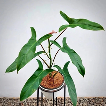 Live Plant philodendron mexicanum “red back form” Starter Plant - £26.09 GBP