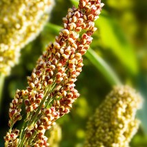 Grow Your Own Superfood - 50 White Quinoa Seeds, Easy-to-Plant, Ideal for Home G - £6.83 GBP