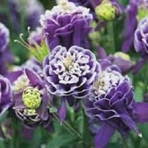 Fresh Seeds 25 Crista Barlow Aquliegia Flower Seeds Perennial - £16.24 GBP