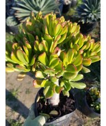 Crassula Ovata Hobbit Tree (1 Gal. Pot) bonsai tree - $77.94 CAD