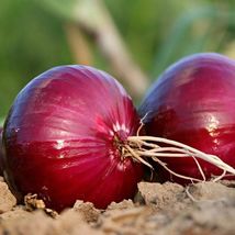 Red Creole Onion Seeds, NON-GMO, Short Day, Variety Sizes, FREE SHIPPING - $1.67+
