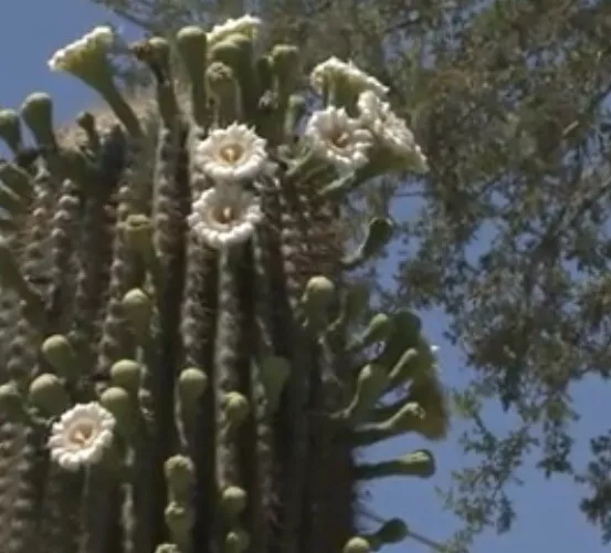 25 Seeds Saguaro Cactus (Carnegiea Gigantea) Seller US - £7.70 GBP