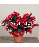 SL 100Pcs Epiphyllum Anguliger Fishbone Succulent Bonsai Flower Seeds - ... - $5.52