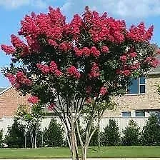 Crape Myrtle Dynamite Red Extra Large 3 Gallon Plant Vivid Red Blooms &amp; - £78.04 GBP