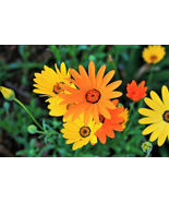1000 Seeds MIXED AFRICAN DAISY DAISIES Dimorphotheca aka Cape Marigold Flower - £13.59 GBP