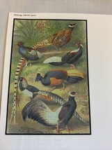 Artecy Cross Stitch Pattern Pheasants - £6.90 GBP