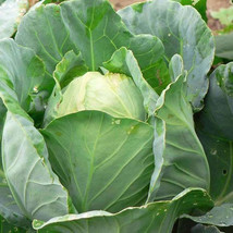 500+ Cabbage Seeds - Early Jersey Wakefield Heirloom Non Gmo Fresh Garden - $7.76