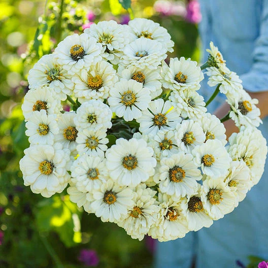 Zinnia POLAR BEAR Double Blooms ALL WHITE Moon Memory Gardens  Non-GMO 1... - $9.67