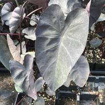 Live Plant Painted Black Elephant Ear ppaf Gecko tm Colocasia - $37.98