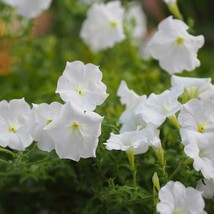 New Fresh Seeds Petunia Grandiflora Seed White Petunia Flower Seeds 500 Seeds - $19.98