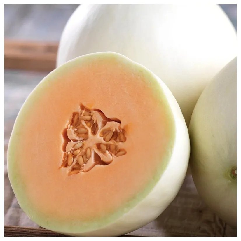 SYST 50 Seeds Honey Dew Orange Flesh Cantaloupe Muskmelon Fruit Seed Catalog  - £7.16 GBP