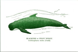 Blackfish Pilot Whale National Museum of Victoria Australia Postcard UNP - £2.63 GBP