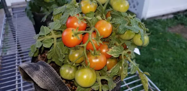 Red Robin Micro Dwarf Tomato 12 Seeds Fresh New - £5.96 GBP