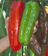 GIB 25 Seeds Easy To Grow Marconi Peppers Giant Edible Vegetable - £7.02 GBP