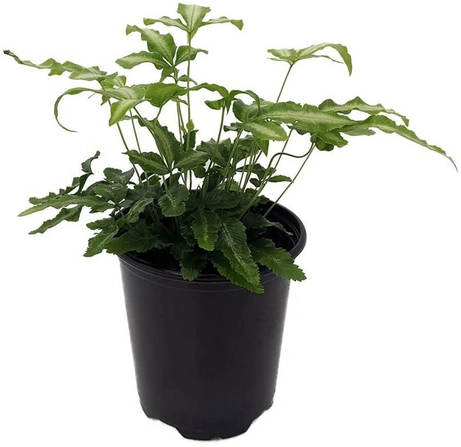 Pteris Ribbon Table Fern Silver Vascular Easy To Grow House Live Plant 3... - $36.85
