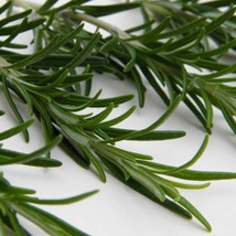 USA SELLER Rosemary Seeds Herbs - £9.62 GBP