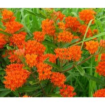 Butterfly Weed Orange Asclepias Tuberosa 20 Seeds #OVM06 - £19.11 GBP