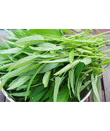 20 Seeds &quot; Kangkong &quot; River Spinach, Water Morning Glory, Water Spinach Ong - £23.12 GBP