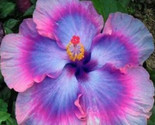 Hibiscus Seeds Purple Blue Pink Flower Rosa-Sinensis Heirloom 10 Seeds/Ts - £3.86 GBP