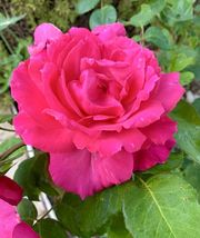 Fragrant-Large-Dark Pink Rose 10 Seeds 2023  - £11.19 GBP