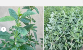 1/2 pound Lippia alba, (Poleo, Toronjil o Prontoalivio) branches leaves - €19,51 EUR