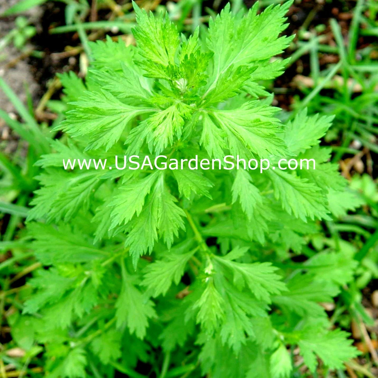 MUGWORT Ngai Cuu Yomogi Artemisinin Artemisia Argyi Silvery Wormwood Liv... - €1,36 EUR