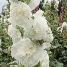 30 White Giant Danish Double Hollyhock Seeds Flower Perennial - £14.09 GBP