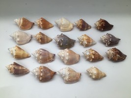 Lot of 18 Florida Fighting Conch Seashells 2 to 2.5 in Natural Beach Nau... - $19.79