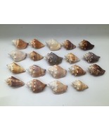 Lot of 18 Florida Fighting Conch Seashells 2 to 2.5 in Natural Beach Nau... - $361.46 MXN