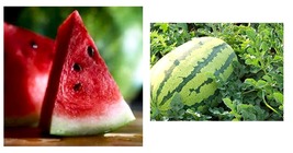 Lazy Melon King Watermelon Bonsai red Meat Garden Balcony Potted 60 Seeds  - £17.24 GBP