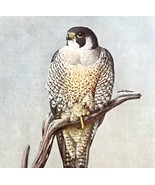 Peregrine Falcon Duck Hawk 1955 Plate Print Birds Of America Nature Art ... - $56.16 CAD