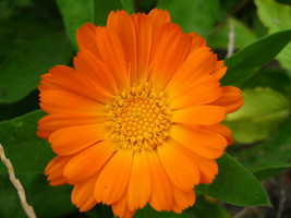 200 Calendula officinalis Seeds - Pot Marigold Annual Flower Home Herb S... - £11.70 GBP