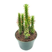Pink Eves Pin Needle Cactus, 6 inch, Austrocylindropuntia Subulata, Pink Opuntia - £21.75 GBP