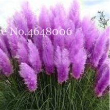 300  pcs Colorful Pampas Grass Cortaderia Bonsai, Very Beautiful Garden Flower P - £4.78 GBP