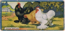 Cowan Co Toronto Card Cochin Bantams Chicken Series - £7.78 GBP