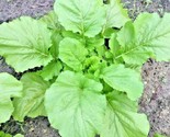 600 Seeds Florida Broadleaf Mustard Greens Seeds Organic Spring Fall Gar... - $8.99