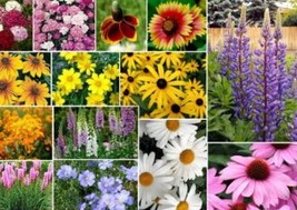 200 MIXED WILDFLOWER SEEDS FREE SHIPPING FRESH SEED - $2.26