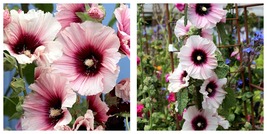50 Seeds Halo Candy Hollyhock Alcea rosea Flower Garden - £28.00 GBP