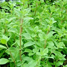 Guashi Store 1000 Seeds Sweet Marjoram Seeds Organic Herb Garden Indoor Containe - £7.05 GBP