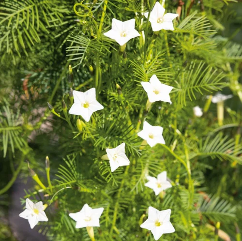 50 Seeds Cardinal Climber Vine White Flowers Morning Glory Seeds - $6.99